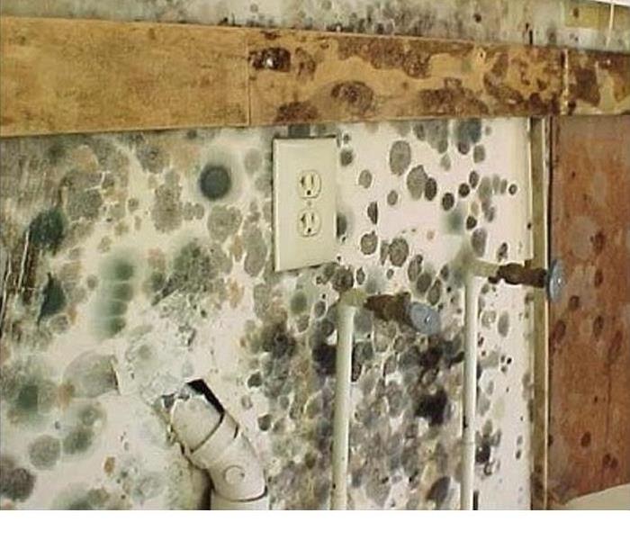 Mold spores covering a flat surface