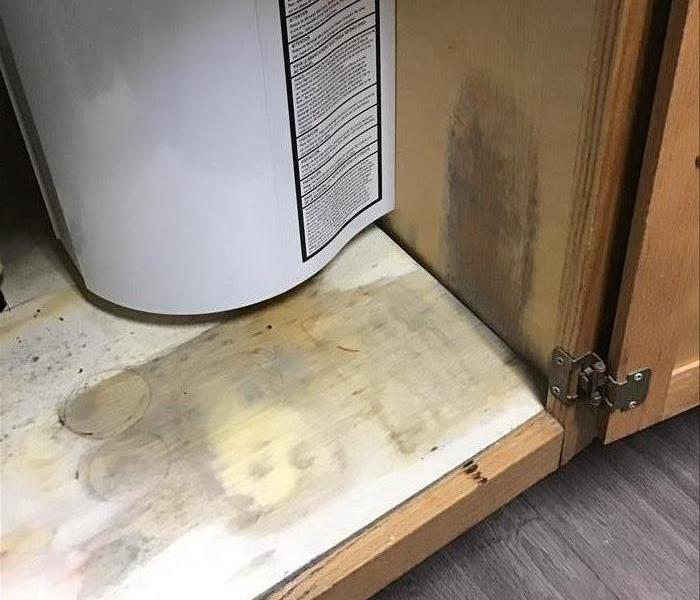 Mold under Kitchen cabinet